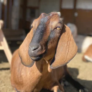 Buy Nubian goat
