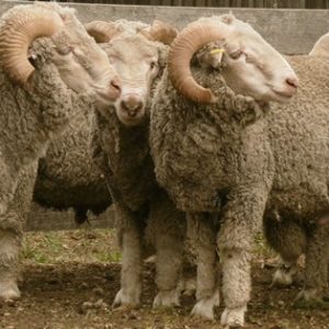 Merino sheep for sale