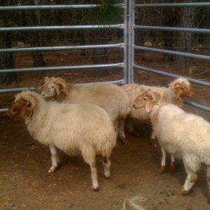 Awassi sheep for sale