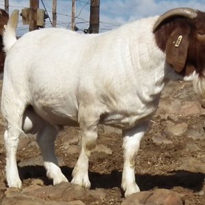 Boer goats for sale