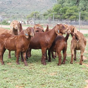 Kalahari Red Goats for sale