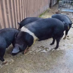 Pedigree Pigs Saddleback, Berkshire Breeding Gilts