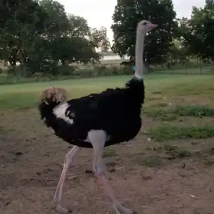 Buy ostrich